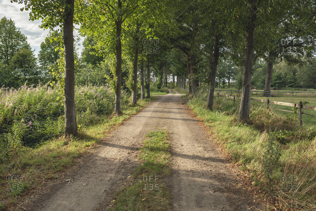 Dirt road in the countryside lined with trees