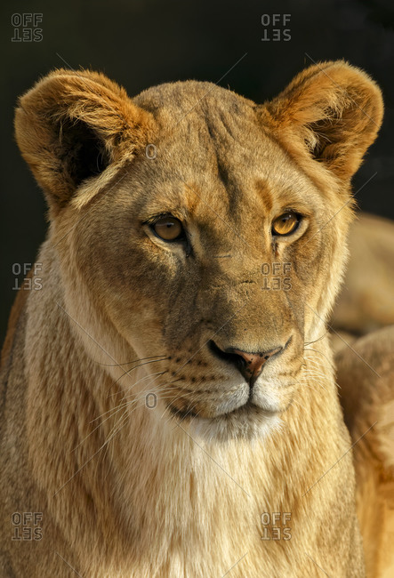 Close-up of Female Lioness, Panthera leo.
