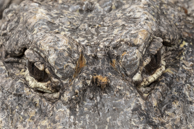 Close-up of Chinese Alligator\'s eyes.