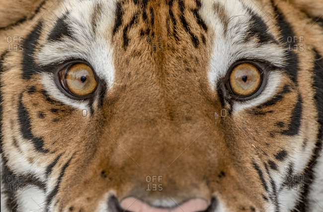 tiger eyes close up