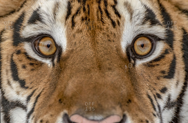 This is a tiger portrait. This menacing tiger have great orange