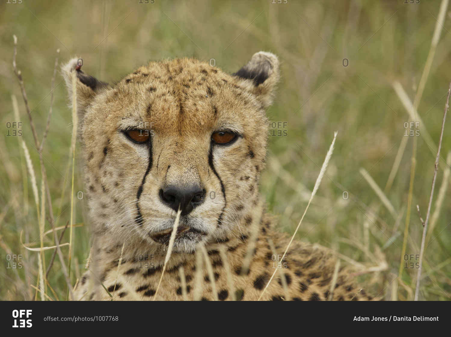 Close-up portrait of Cheetah, Serengeti National Park, Tanzania, Africa.