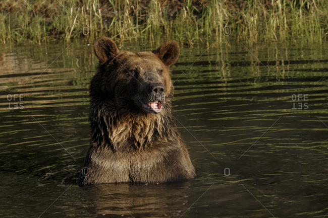Grizzly bear standing in a pond.