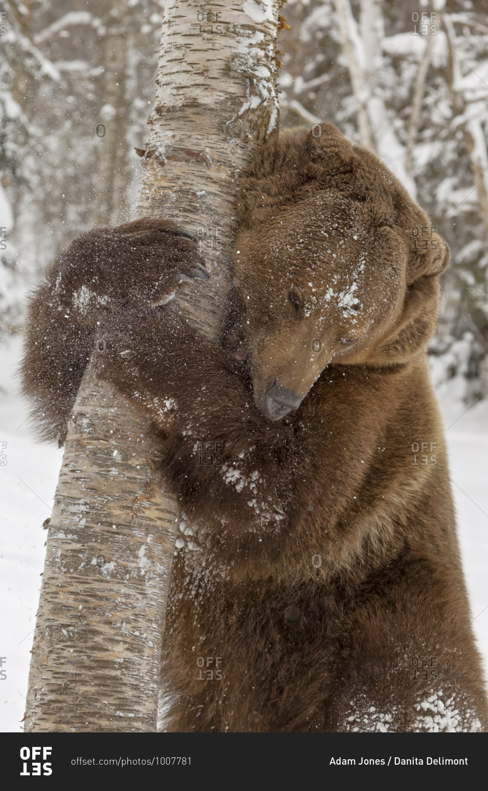 Grizzly bear hugging tree in snowly landscape