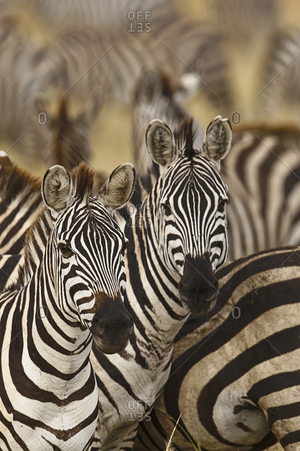 Burchell\'s zebra, Serengeti National Park, Tanzania, Africa.