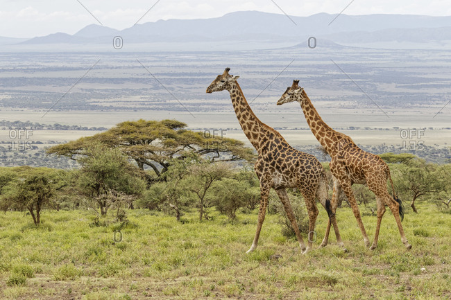 Masai Giraffe grazing on acacia tree, Ngorongoro Conservation Area, Tanzania, Arica.