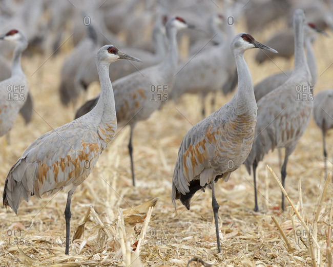 New Mexico, sandhill cranes gathering in the corn fields of Bernardo Wildlife Area, before migrating northward for spring.