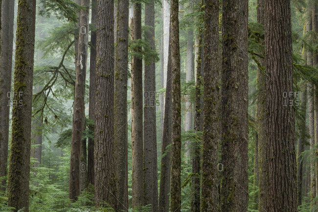 USA, Washington State, Olympic National Park. Conifer forest landscape.