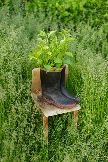 Leaves inside a pair of rain boots on a wooden chair