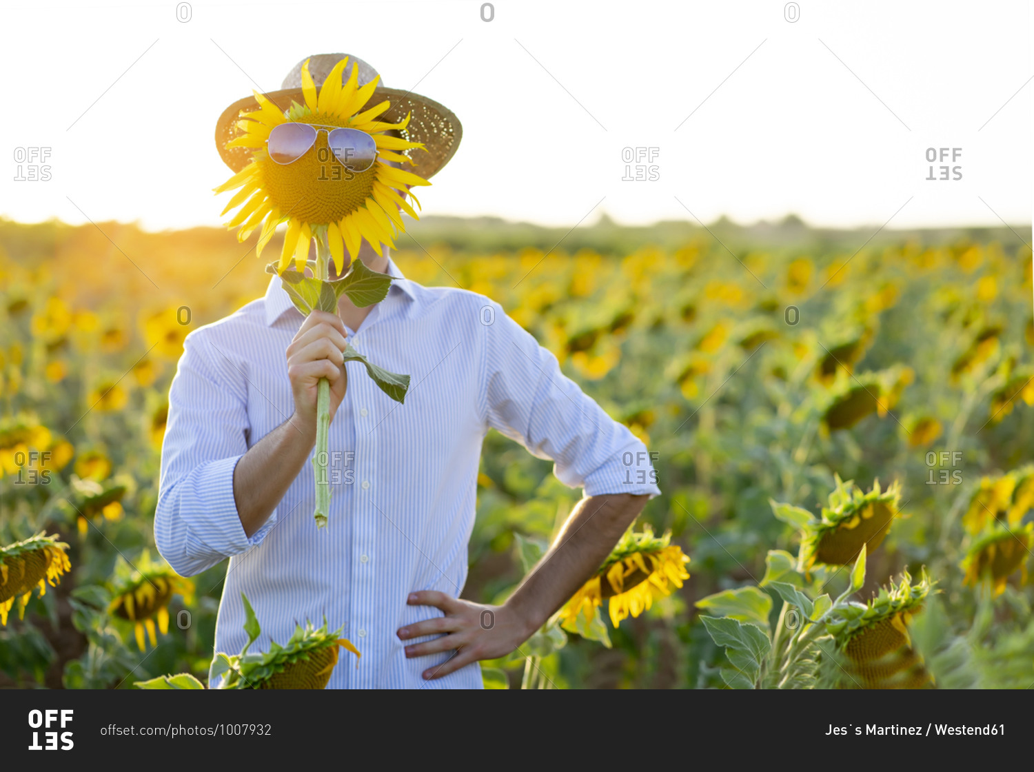 Young man holding sunflower with sunglasses in front of face while standing in farm at sunset