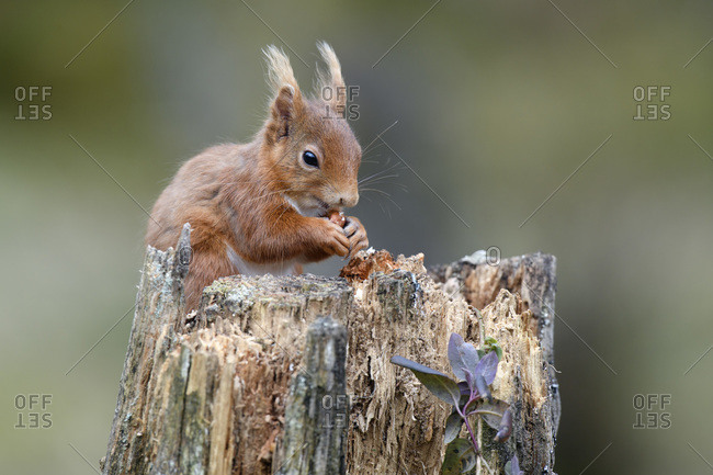 Portrait of Eurasian red squirrel (Sciurus Vulgaris) feeding on tree stump