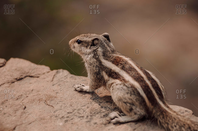 Closeup Indian palm squirrel or three striped palm squirrel sitting on stone in natural environment in India