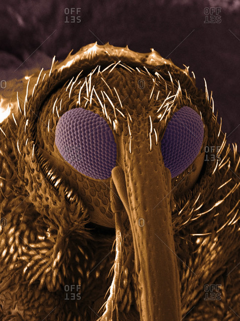 SEM image of snout beetle