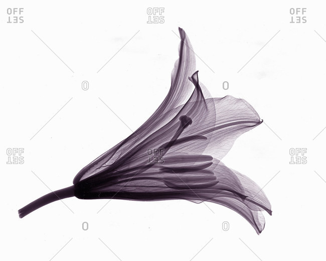 X-ray image of stargazer lily