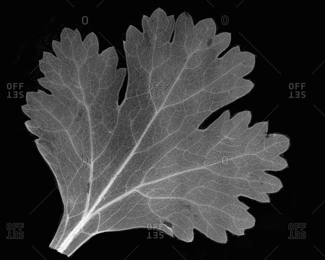 Inverted image of cilantro leaf