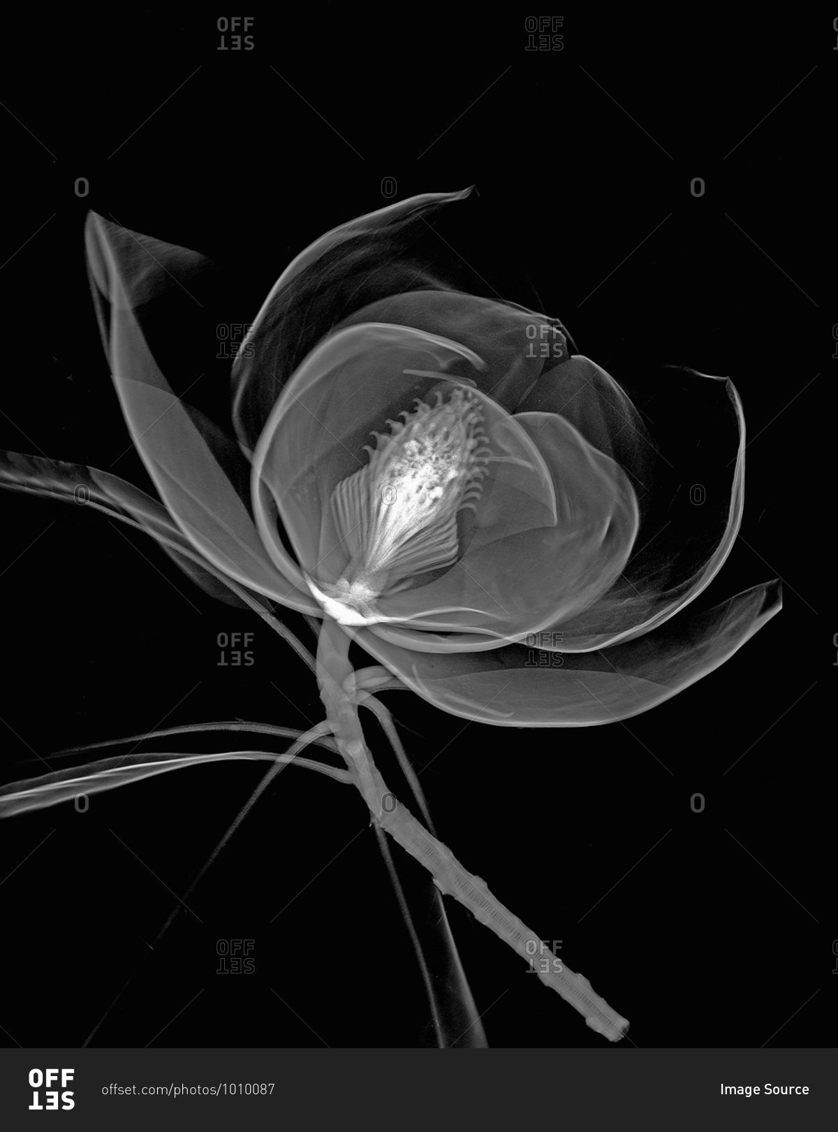 Inverted image of magnolia flower