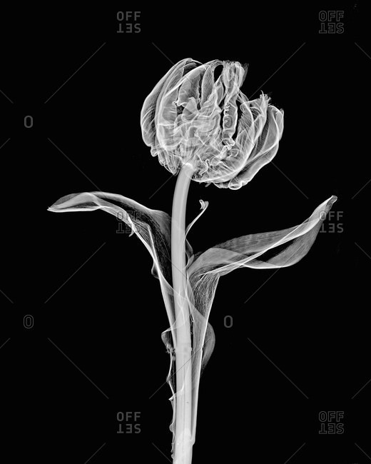 Inverted image of parrot tulip flower