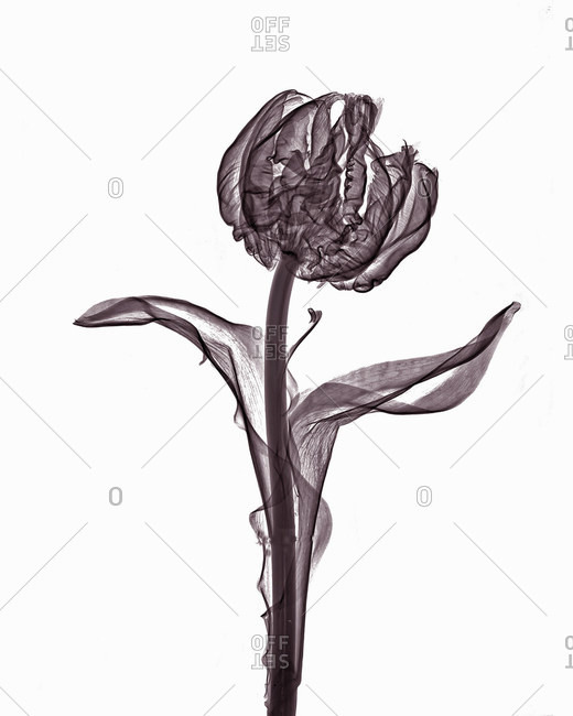 X-ray image of parrot tulip flower