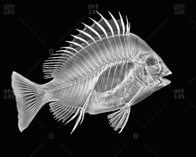 Inverted image of sheephead fish