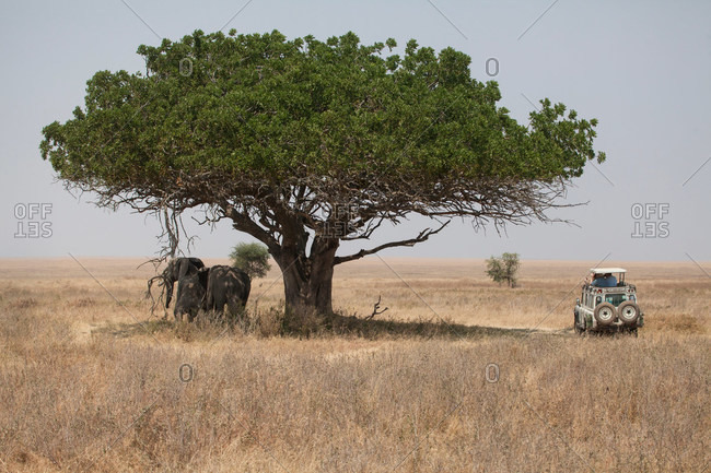 Elephants standing in shade of tree