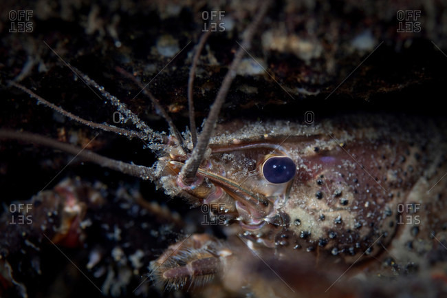 Close up of freshwater crayfish