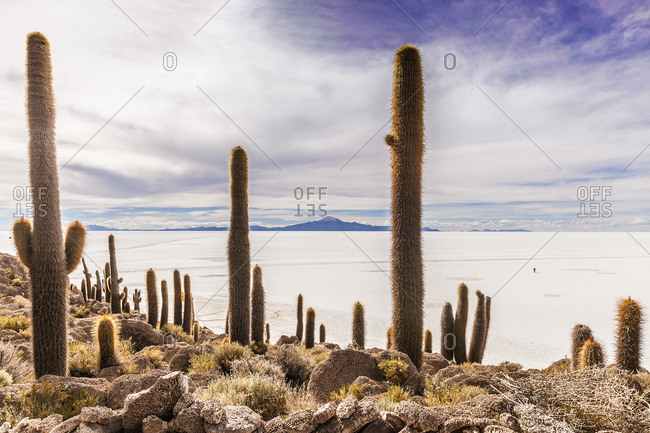 View of cacti and salt flats, Salar de Uyuni, Southern Antiplano, Bolivia, South America