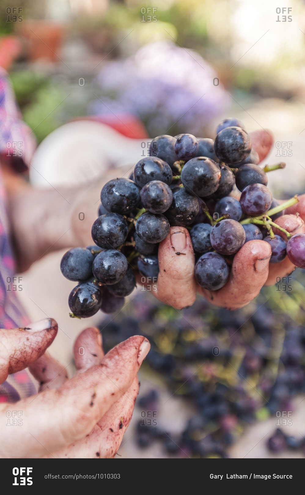 Mature woman hands sorting black grapes to make grappa, Moghegno Village, Maggia Valley, Ticino, Switzerland
