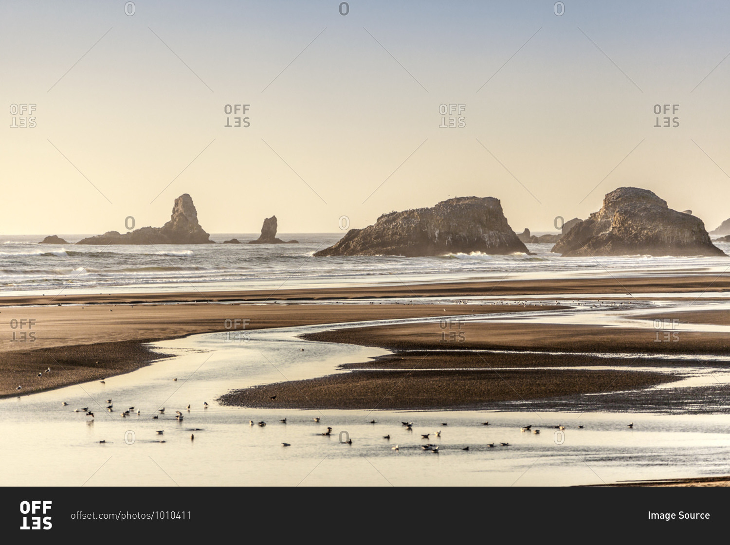 Seabirds wading and feeding on beach, Cannon Beach, Oregon, USA