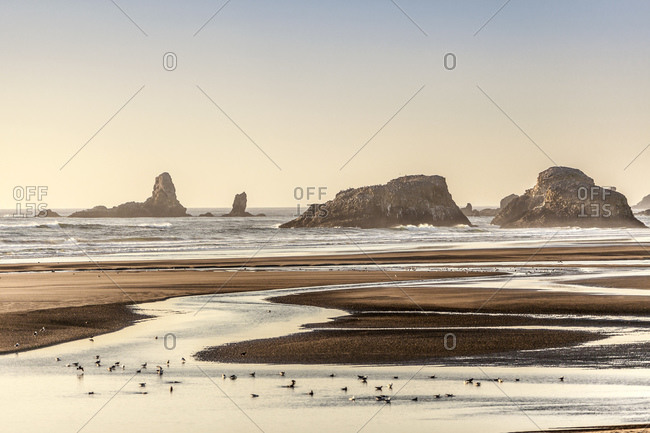 Seabirds wading and feeding on beach, Cannon Beach, Oregon, USA