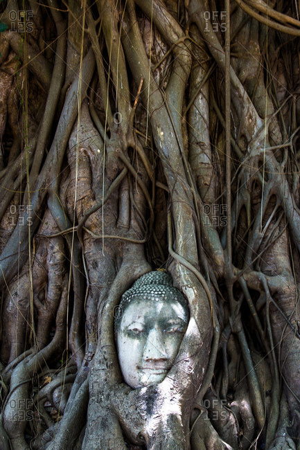Buddha head in a tree, Historic City of Ayutthaya, Thailand