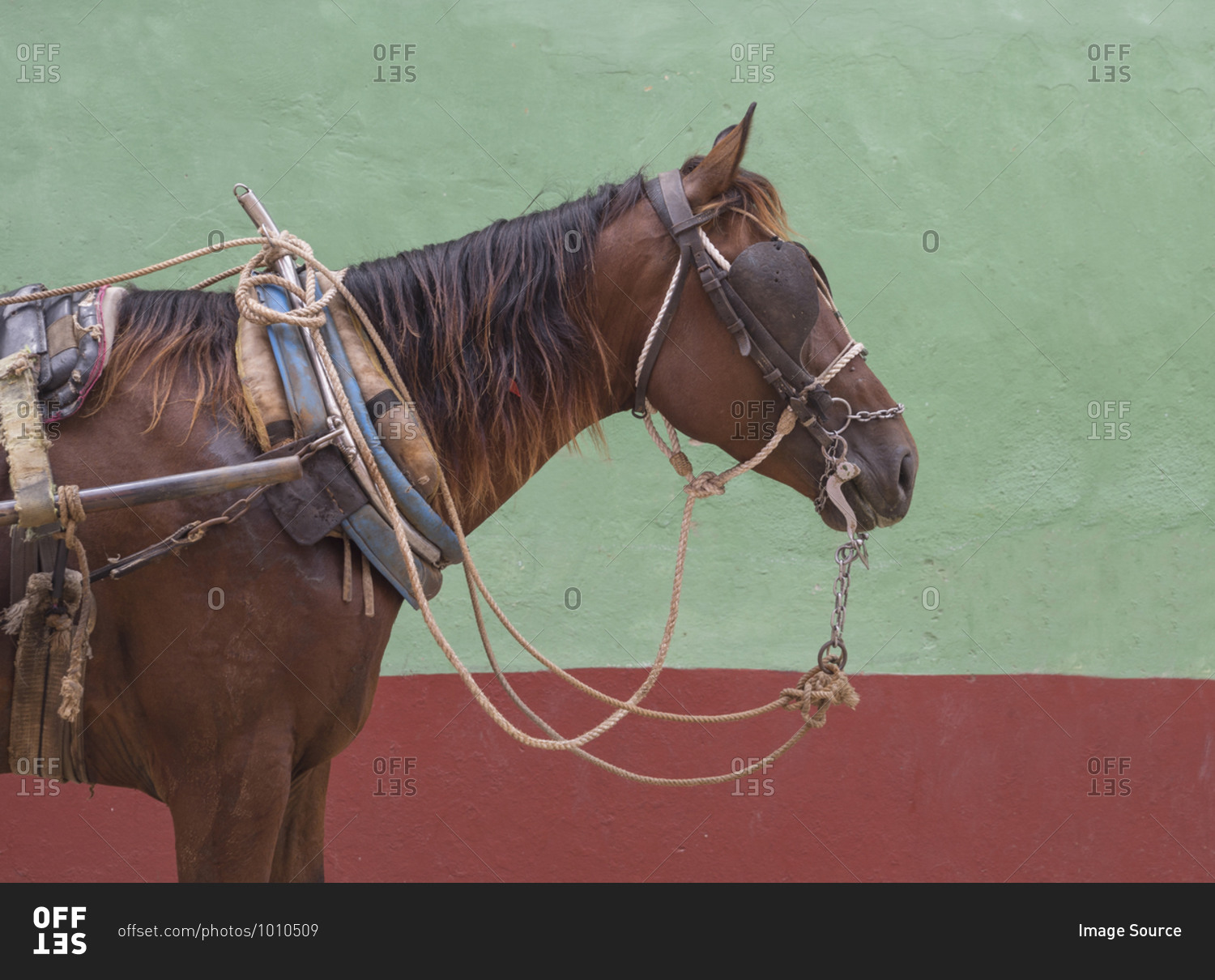 Harnessed horse,Trinidad Sancti Spiritus, Cuba