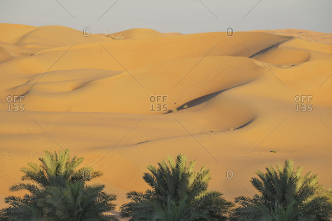 Date palms and sand dunes in the Empty Quarter Desert, between Saudi Arabia and Abu Dhabi , UAE