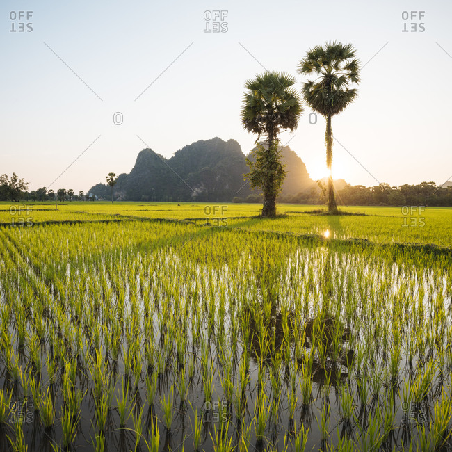 Paddy fields, Hsipaw, Shan State, Myanmar