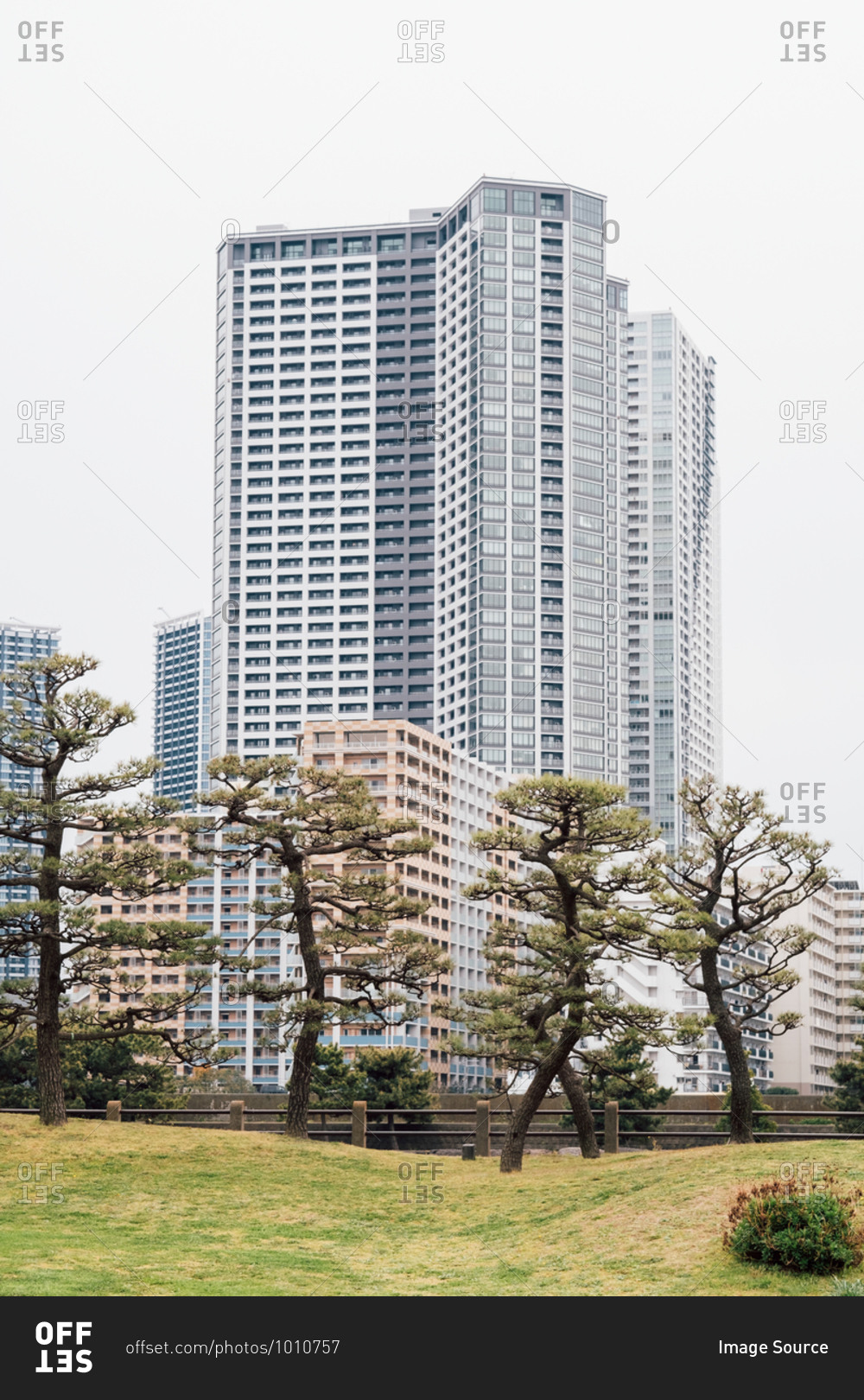 Large Bonsai trees in park, high-rise buildings in background, Tokyo, Japan