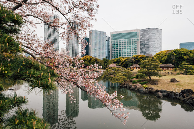 Cherry blossom trees by lake, high-rise buildings in background, Tokyo, Japan
