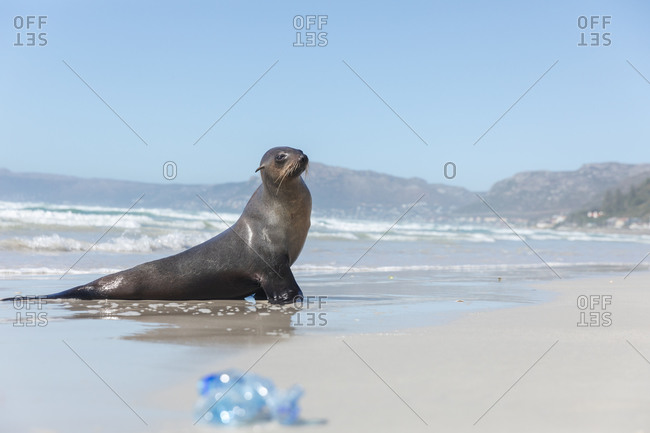 Close up of a wild seal lying on the beach by the sea on a sunny day with bottle on sand.
