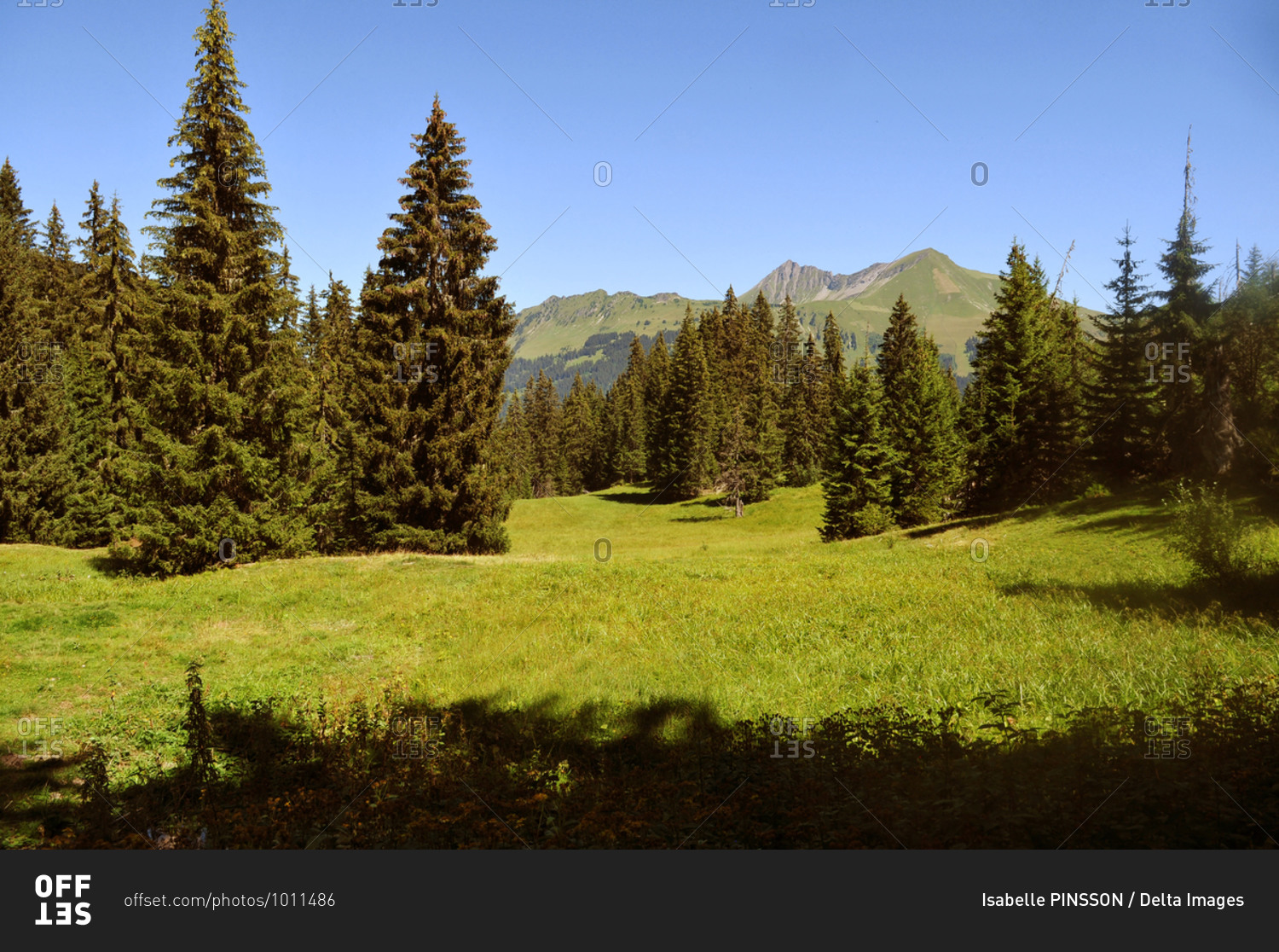 Switzerland, Bern canton, Hight-Simmental region, Pastures on Wispile, hiking to Lauenen valley and lake
