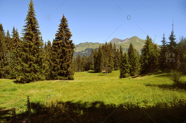 Switzerland, Bern canton, Hight-Simmental region, Pastures on Wispile, hiking to Lauenen valley and lake
