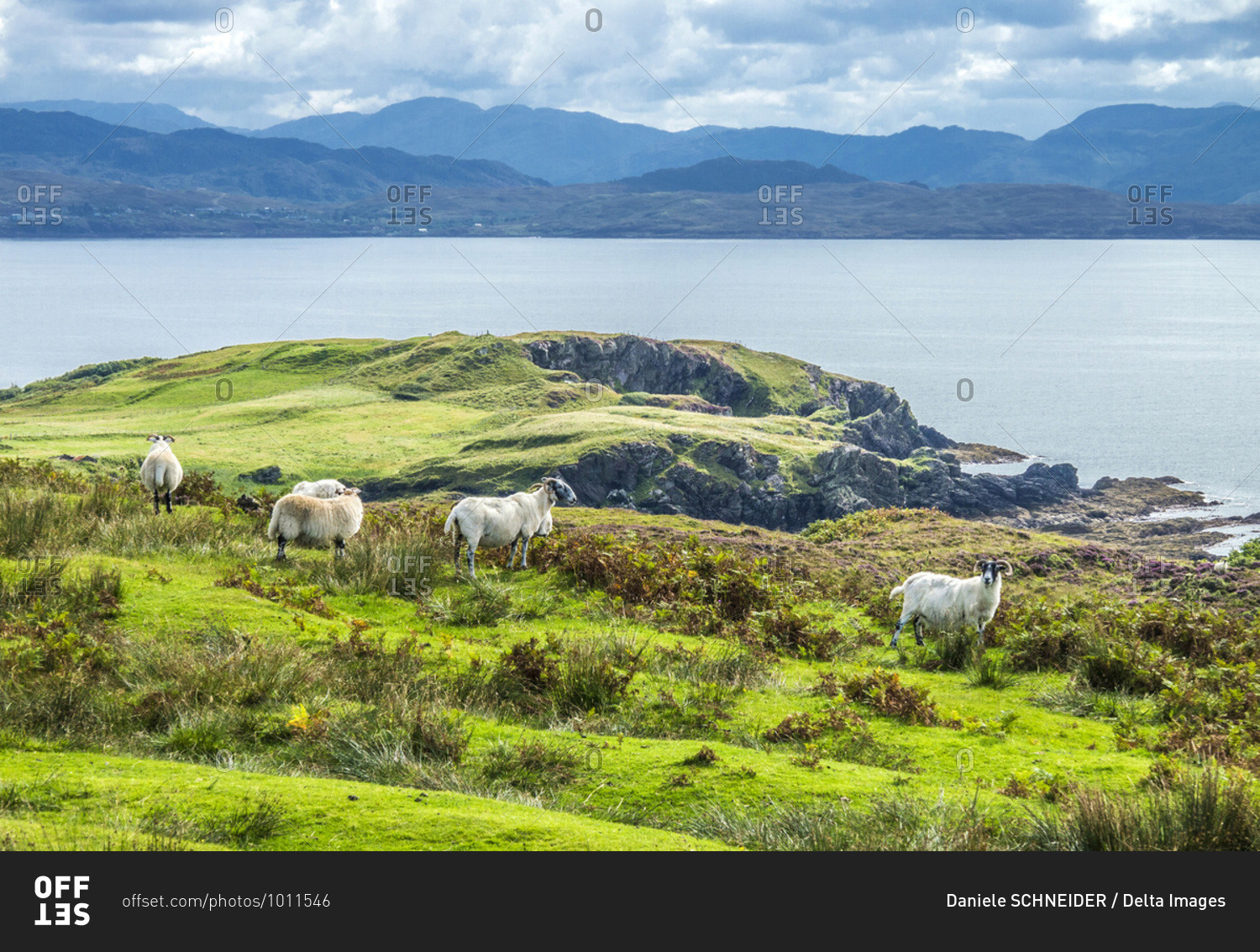 Europe, Great Britain, Scotland, Hebrides, south-east of the Isle of Skye, Point of Sleat, grazing Scottish Blackface sheeps facing the ocean