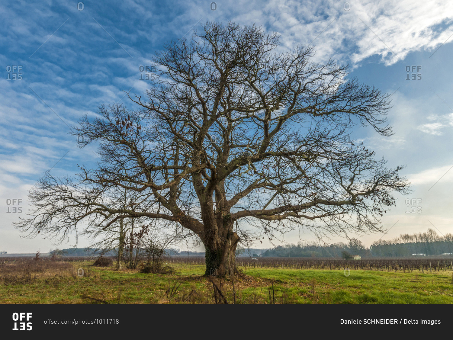 France, Gironde, Haute-Lande girondine, Hostens, old chestnut tree in the vines at Landras