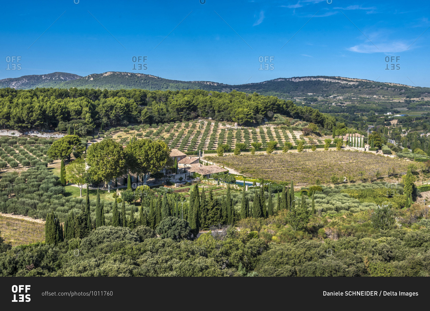 France, Provence, Vaucluse, Le Barroux, rural landscape with olive trees and vines