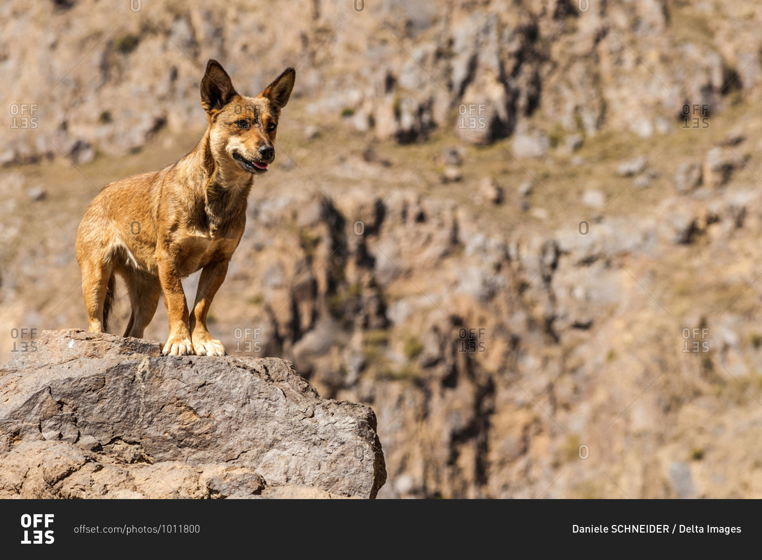 Middle East, Yemen, Center West, Jebel Harraz region (UNESCO World Heritage Tentative list), dog in the mountains (shooting 02/2007)