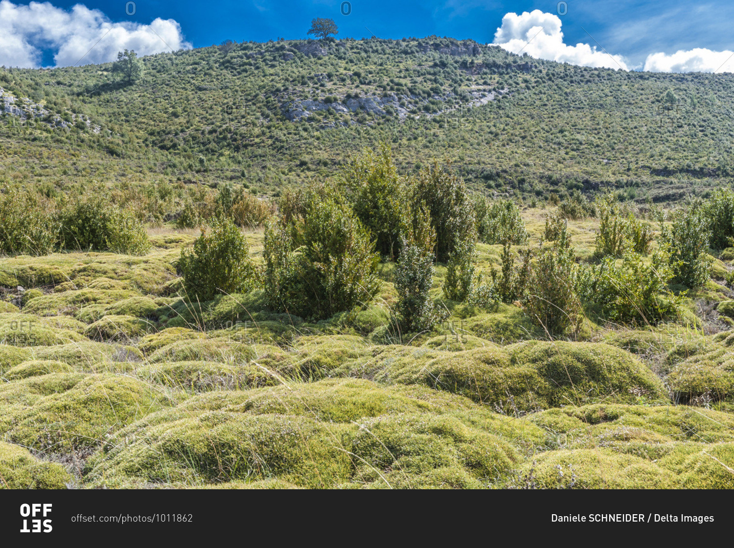 Spain, autonomous community of Aragon, Sierra y Canons de Guara natural park, landscape and plateau of the Mascun canyon, bushes of gorse and boxwood