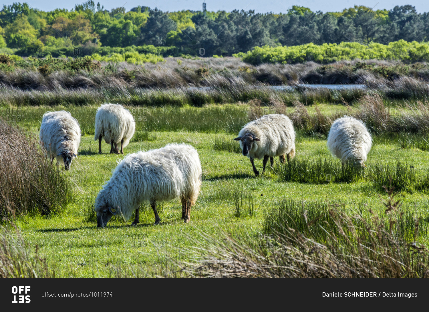 France, Arcachon Bay, Teich ornithological park, flock of sheep grazing in the pasture
