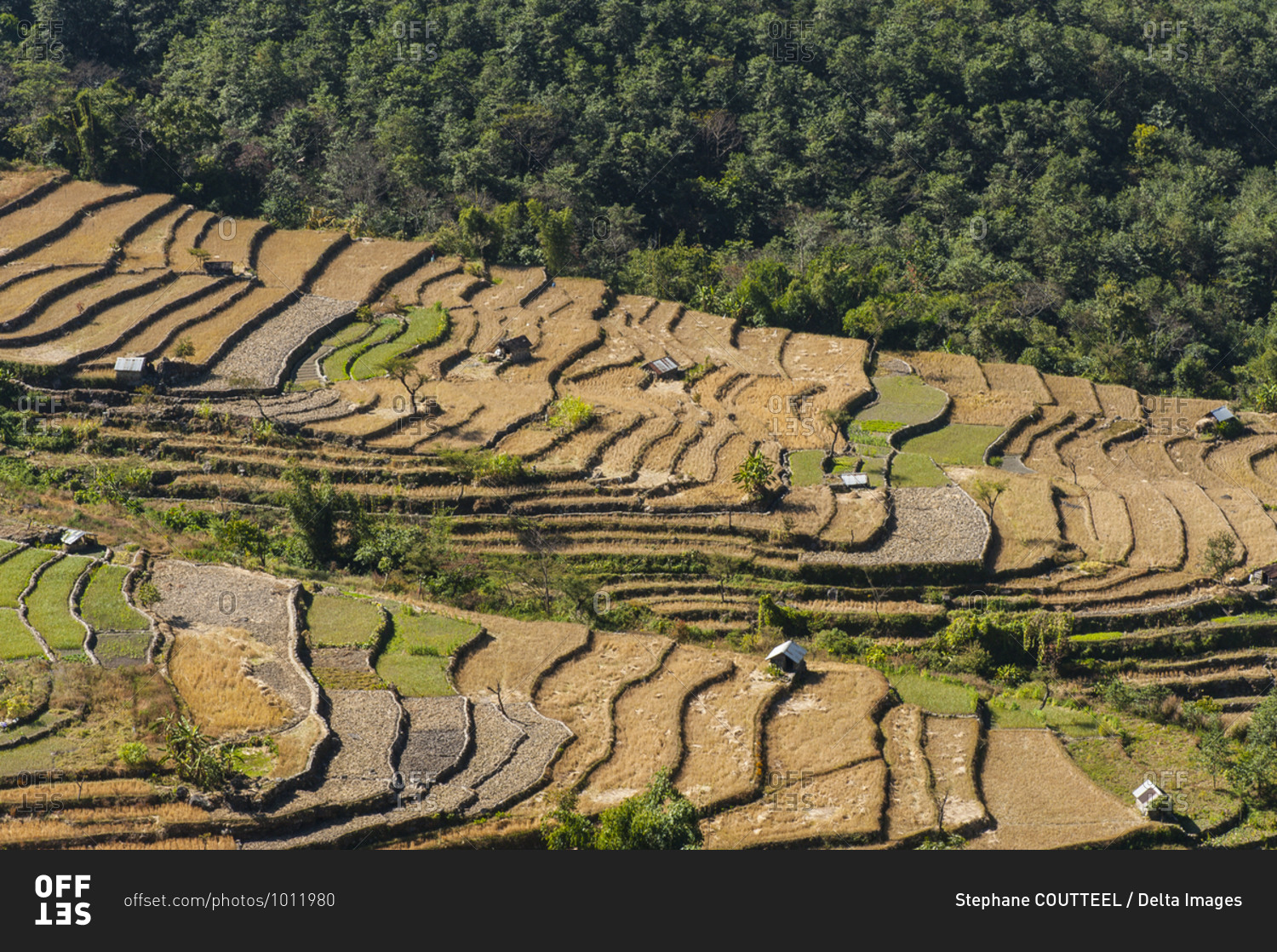 Viewpoint on paddyfields\'s terraces surrounding the village,  Khonoma, Nagaland, India
