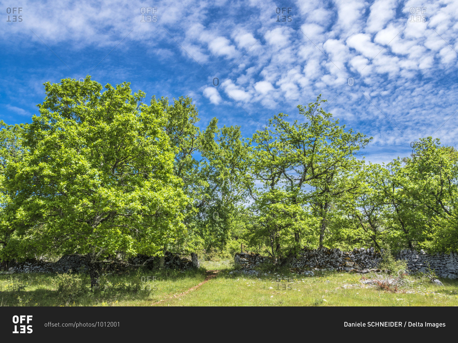 France, Lot, Causses regional Natural Park of Quercy, Natural Sensitive Space of Brauhnie, small dry stone wall of a ewes park and downy oak tree