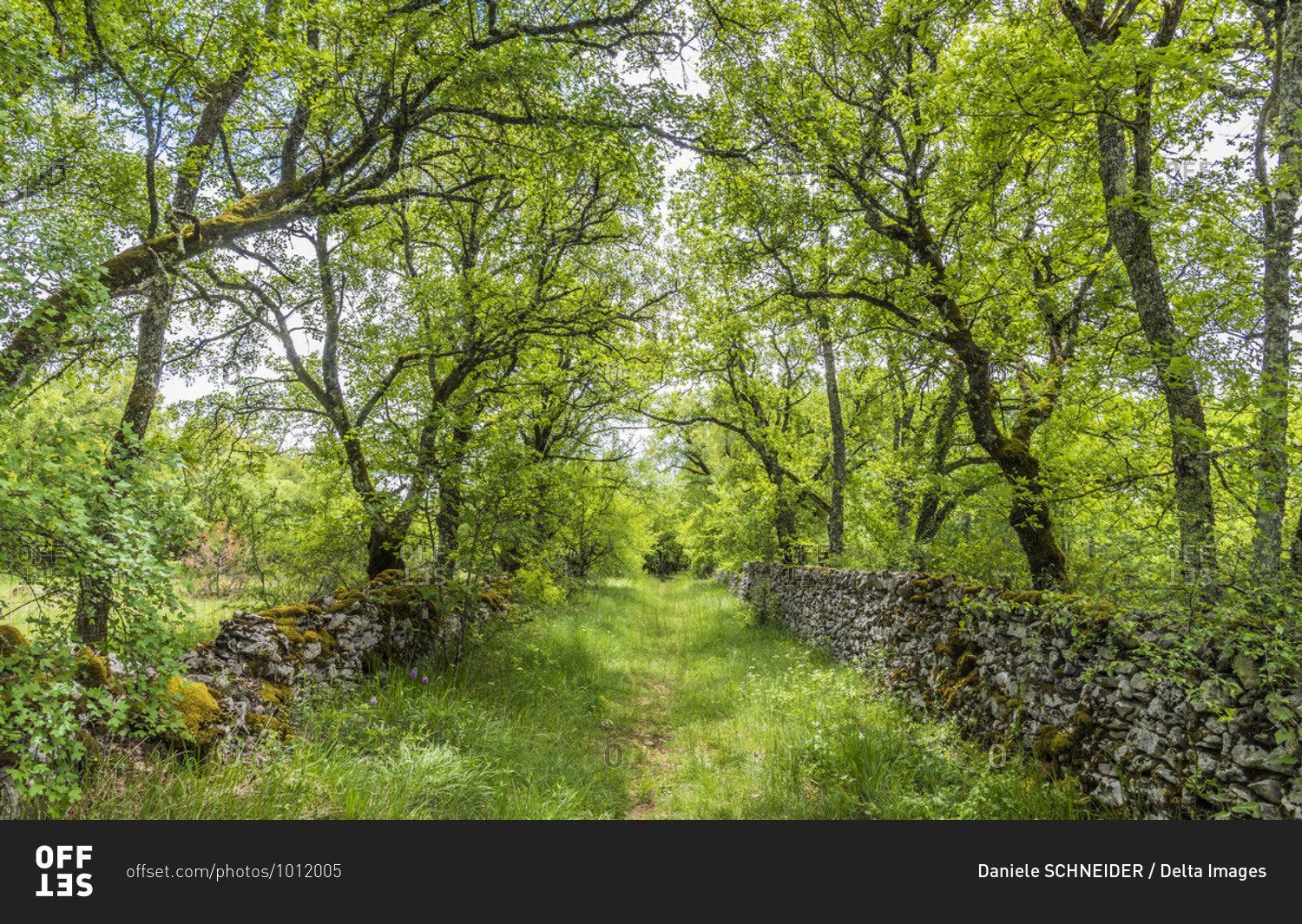 France, Lot, Causses regional Natural Park of Quercy, Natural Sensitive Space of Brauhnie, small stone wall in a ewes park and pathway