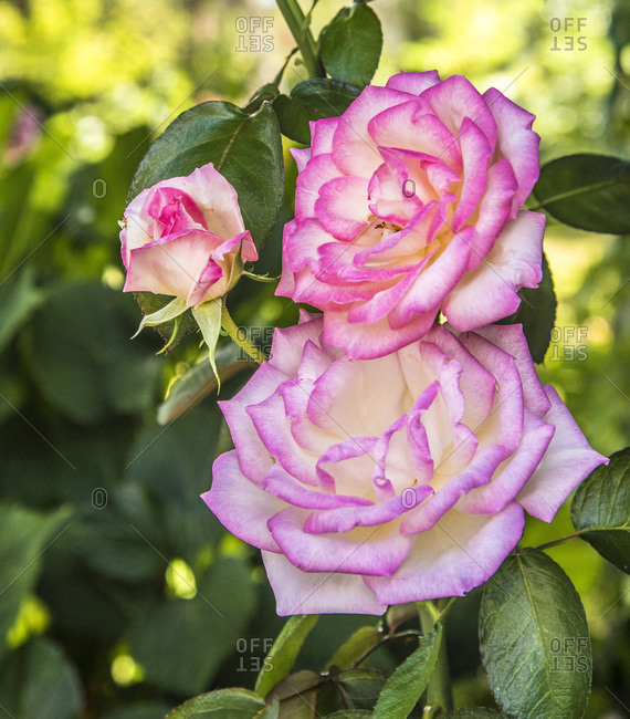 France, garden in New Aquitaine, roses at spring