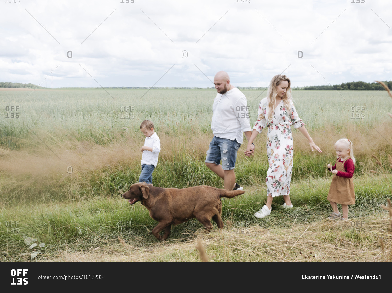 Family with Chocolate Labrador walking amidst oats field against sky