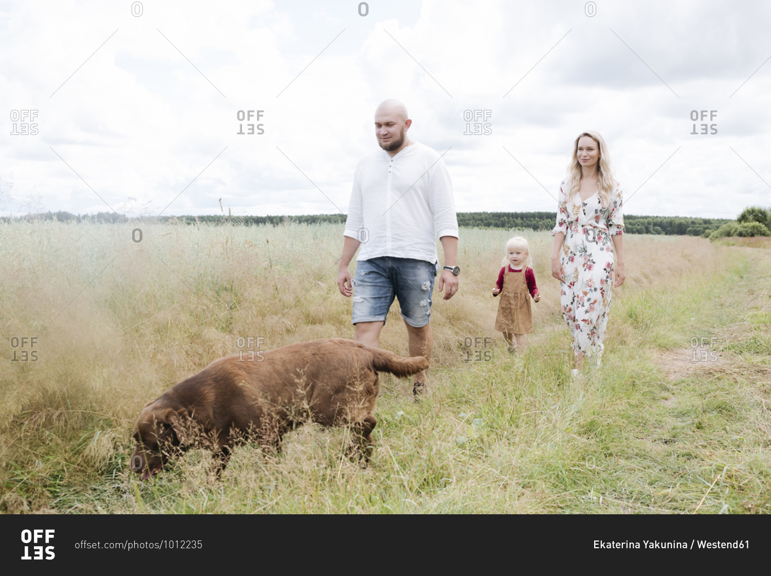 Parents and daughter with Chocolate Labrador walking amidst oats field against cloudy sky